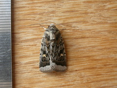 Proteuxoa oxygona