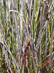 Elegia tectorum