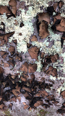Umbilicaria muhlenbergii