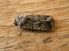Proteuxoa oxygona
