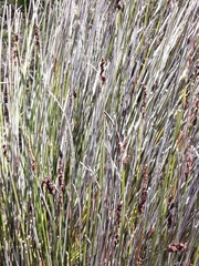Elegia tectorum