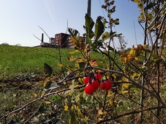 Solanum dulcamara