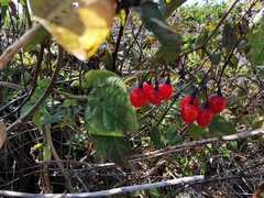 Solanum dulcamara