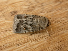 Proteuxoa oxygona