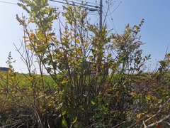 Solanum dulcamara