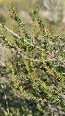 Cliffortia ericifolia