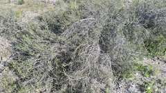 Cliffortia ericifolia