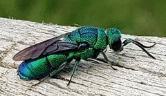 Chrysis nisseri