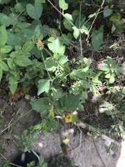 Alternanthera flavescens