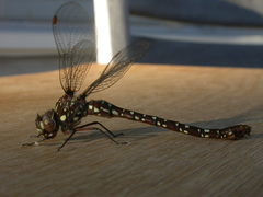 Dendroaeschna conspersa
