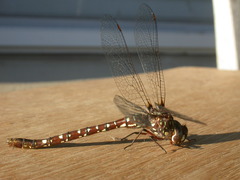 Dendroaeschna conspersa