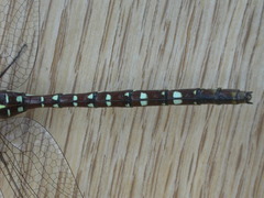 Dendroaeschna conspersa