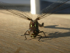 Dendroaeschna conspersa