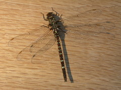 Dendroaeschna conspersa