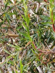 Gramineae