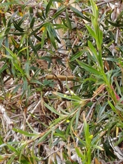 Gramineae