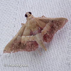 Endotricha repandalis