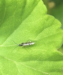 Tupiocoris