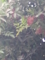 Schinus terebinthifolia