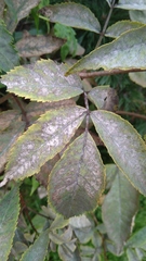 Erysiphe vanbruntiana