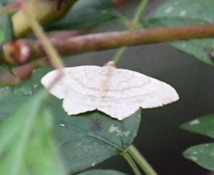 Psamatodes atrimacularia