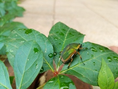 Cotinis nitida
