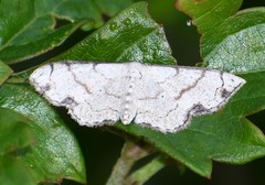 Ptychamalia dorneraria