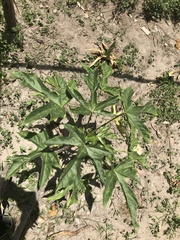 Vasconcellea × pentagona