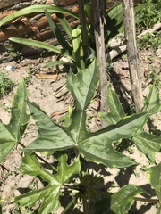 Vasconcellea × pentagona