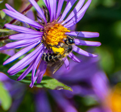 Cnemidandrena