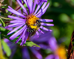 Cnemidandrena