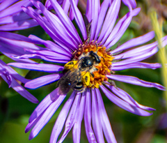 Cnemidandrena