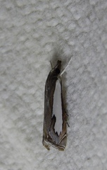 Classeya bicuspidalis