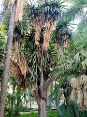Yucca gigantea