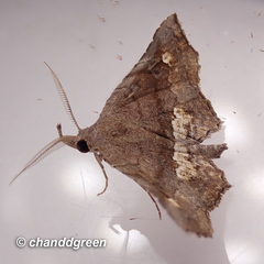 Throana pectinifer