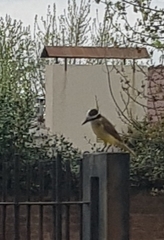 Pitangus sulphuratus