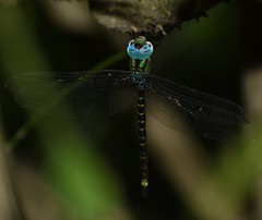 Triacanthagyna caribbea