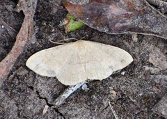 Ptychamalia dorneraria