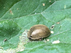 Epilachna obscurella