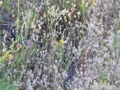 Armeria arenaria