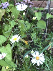 Symphyotrichum pilosum pilosum