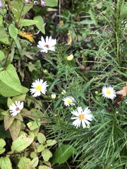 Symphyotrichum pilosum pilosum