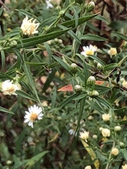 Symphyotrichum pilosum pilosum