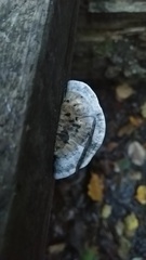 Fungi