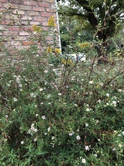 Symphyotrichum pilosum pilosum