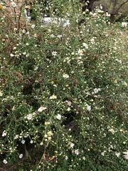 Symphyotrichum pilosum pilosum