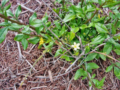 Chrysojasminum floridum