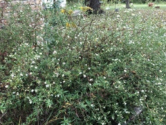 Symphyotrichum pilosum pilosum