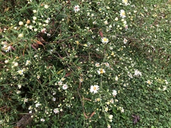 Symphyotrichum pilosum pilosum