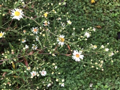 Symphyotrichum pilosum pilosum
